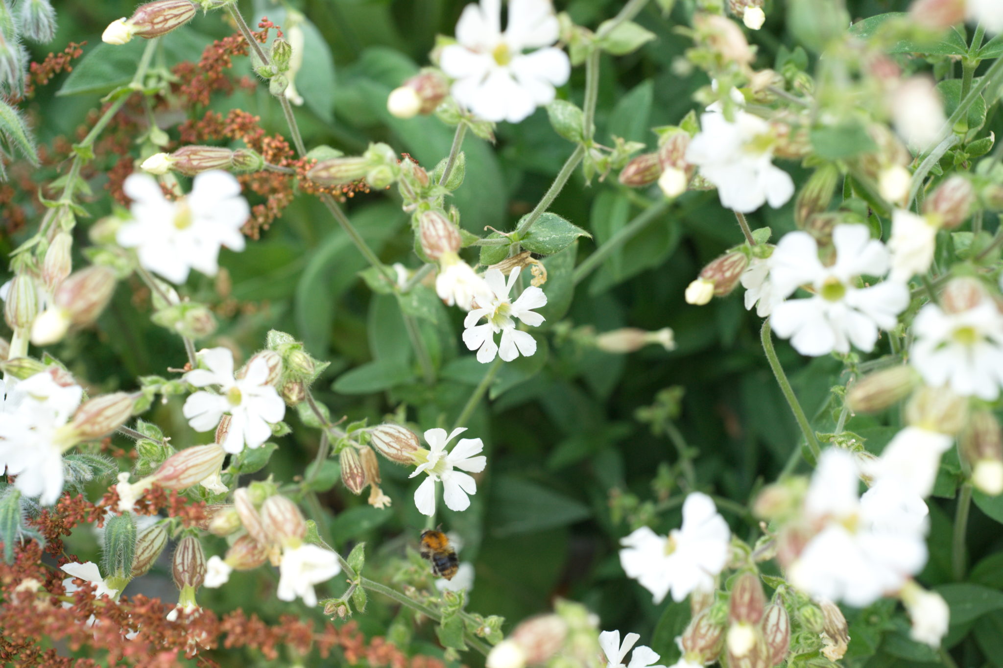 20210721  Gruen(t)raumHeimfeld 006